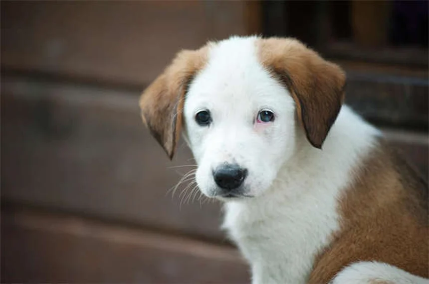 犬のご褒美はおやつだけじゃない！効果が上がる5つの創造的報酬法