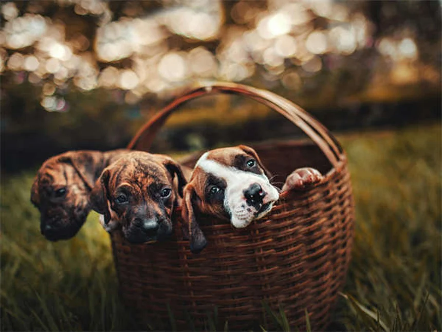 犬を迎える前に絶対にNGな6つの行動【失敗しないための完全ガイド】