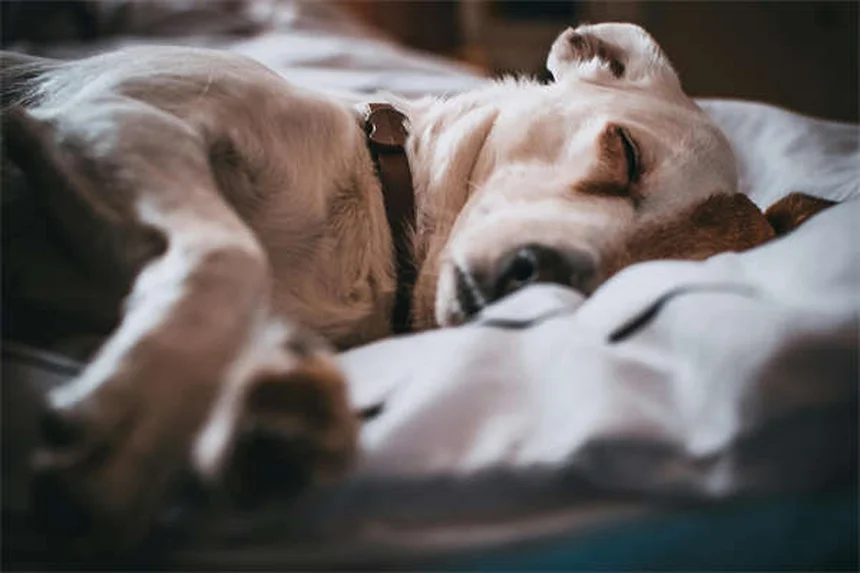 犬を迎える前に絶対にNGな6つの行動【失敗しないための完全ガイド】