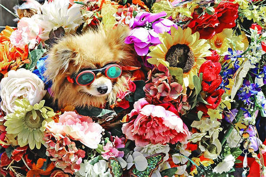 犬は色盲じゃない！知っておくべき犬の色覚の真実と視力ケア5つのコツ