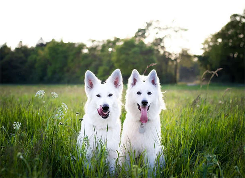 犬の手術、選択的と必要な違いは？判断基準と獣医師のアドバイス
