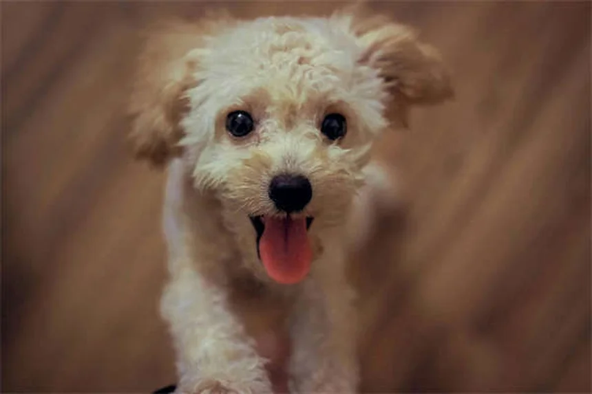 犬が人の股間を嗅ぐ理由とは？やめさせる簡単トレーニング法も解説