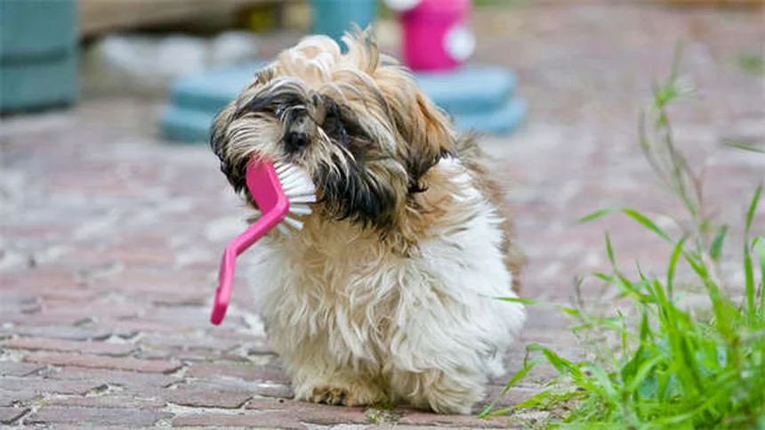犬の命を守る4つの基本トレーニング【おすわり・おいで・まて・離せ】