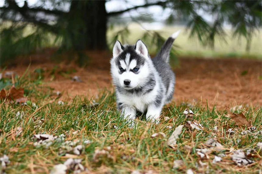 犬のしつけは「はちみつ」が効果的！威圧トレーニングのリスクと科学的根拠