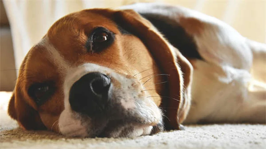犬のIMHA（免疫介在性溶血性貧血）とは？症状から治療法まで徹底解説