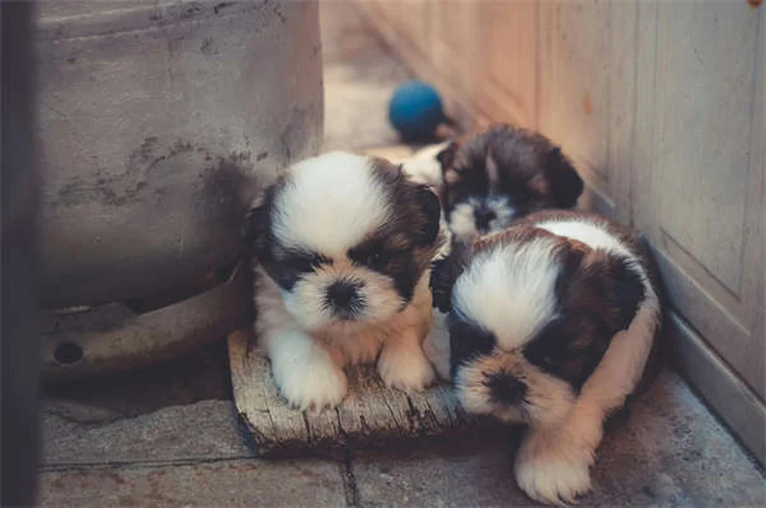 犬の破壊行動を解決！原因と今日からできる対策7選