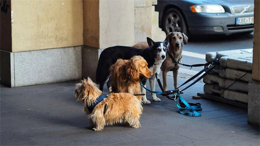 ボディ・コンディション・スコア（BCS）とは？愛犬の理想体型を目と手でチェックする方法