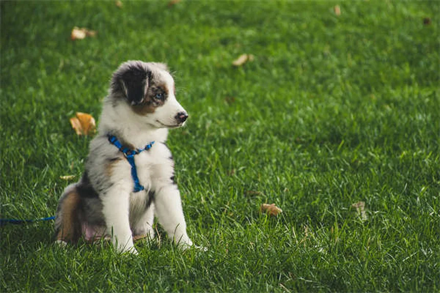 ボディ・コンディション・スコア（BCS）とは？愛犬の理想体型を目と手でチェックする方法
