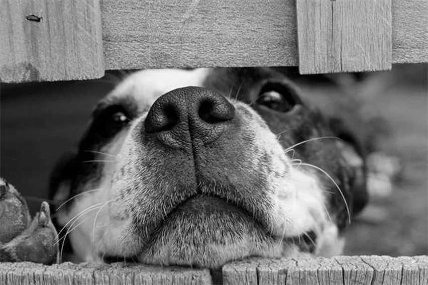 子犬の不安対策：獣医師が教える4つのステップと効果的な遊び方