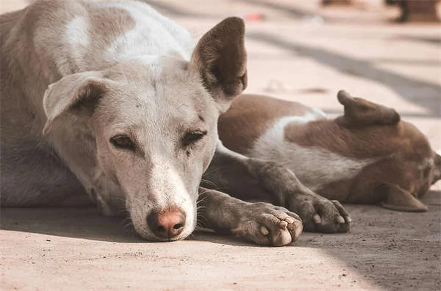 子犬の不安対策：獣医師が教える4つのステップと効果的な遊び方