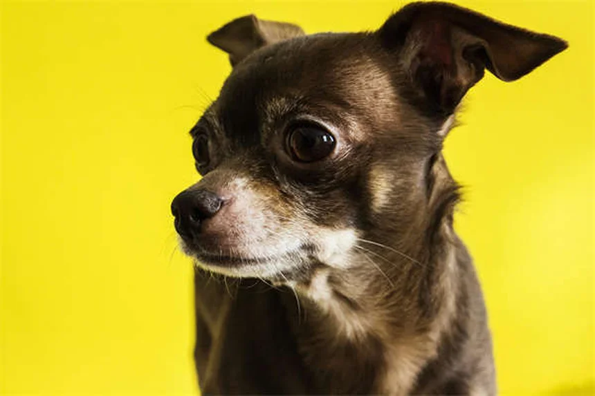 犬は嫉妬する？愛犬のヤキモチ行動と上手につき合う7つの方法