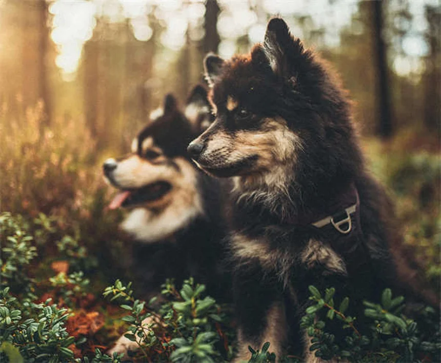 愛犬との絆を深める7つの方法：信頼関係を築くコツ