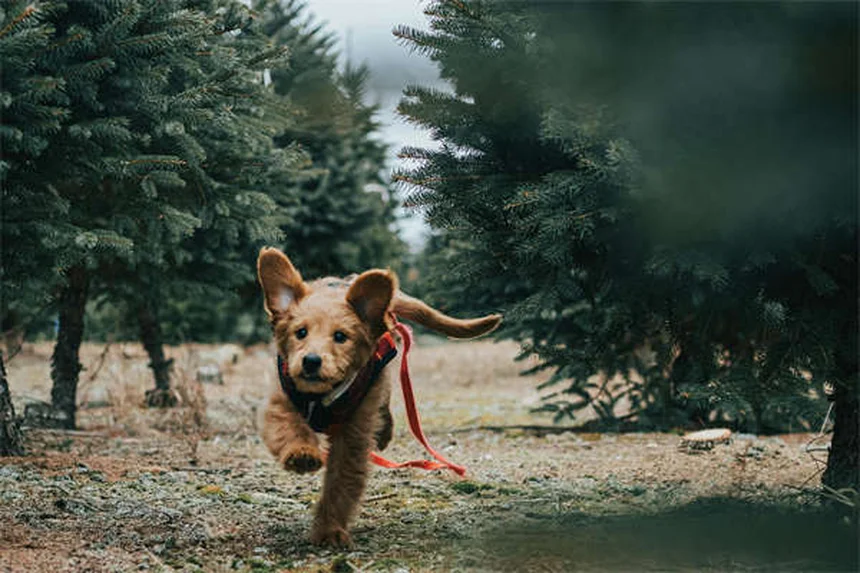 クロルフェニラミンを犬猫に使う前に知っておくべき5つのこと