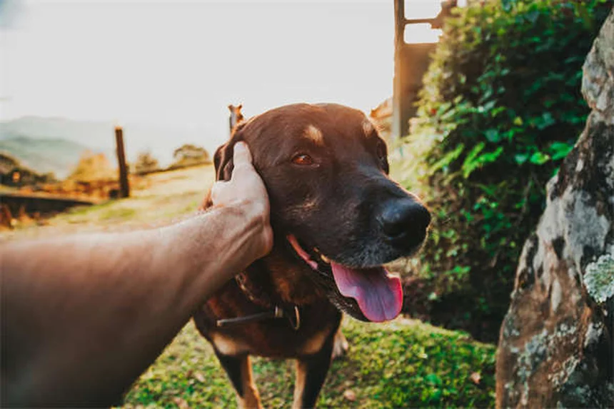犬がドッグランを嫌がる理由と対処法、本当に大丈夫？
