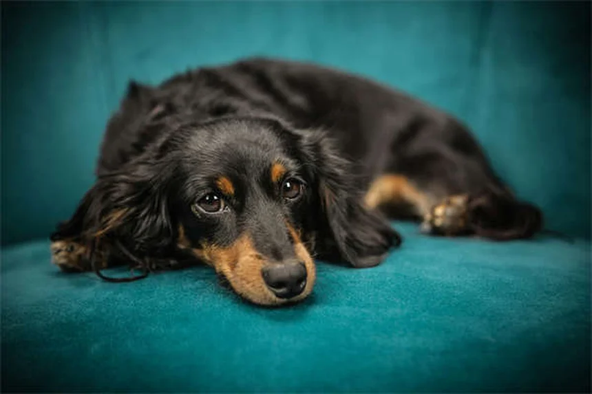 犬がドッグランを嫌がる理由と対処法、本当に大丈夫？