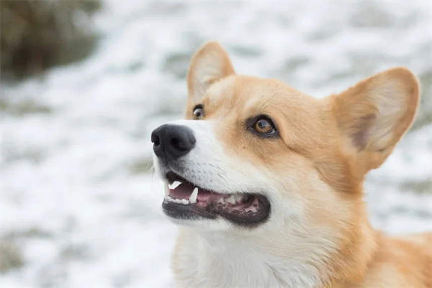 カバルダ馬の飼育は難しい？本当の能力と注意点を経験者が解説