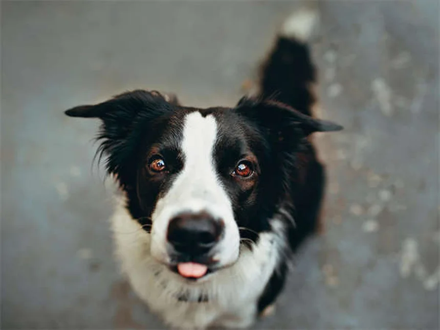 【愛犬家が教える】犬の手信号トレーニングの基本とコツ