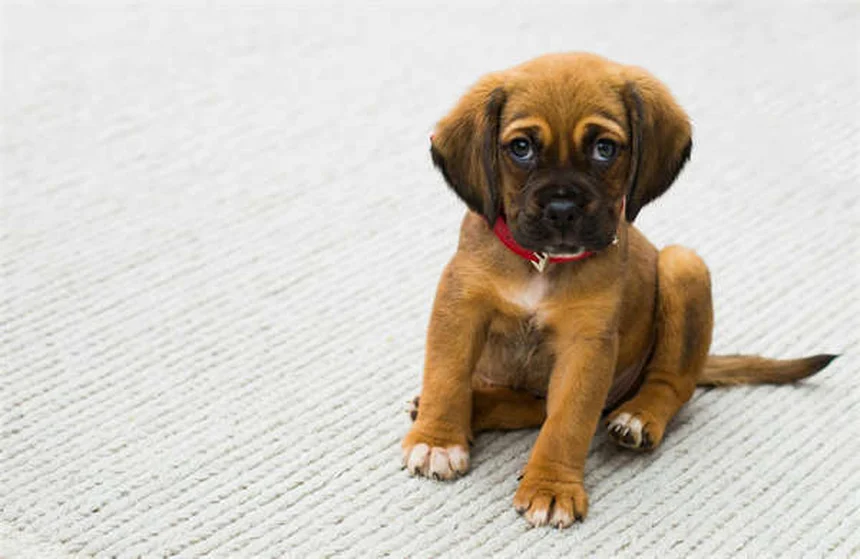 犬の甲状腺機能低下症にThyro-Tabsを使用する際の注意点5つ