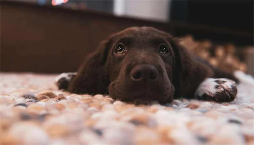 犬の甲状腺機能低下症にThyro-Tabsを使用する際の注意点5つ