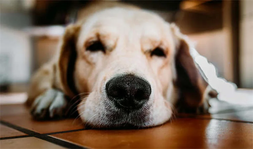 愛犬が自ら入りたくなる犬用クレートの作り方