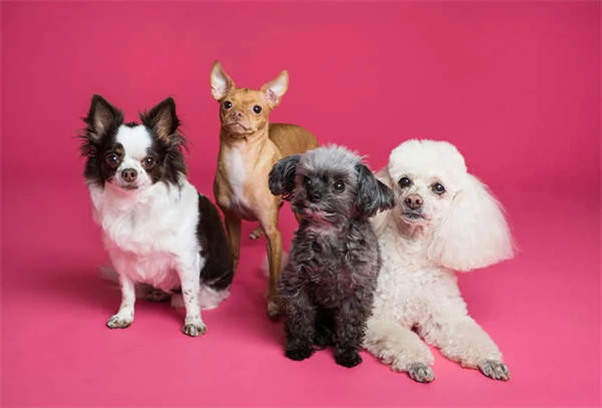 愛犬が自ら入りたくなる犬用クレートの作り方
