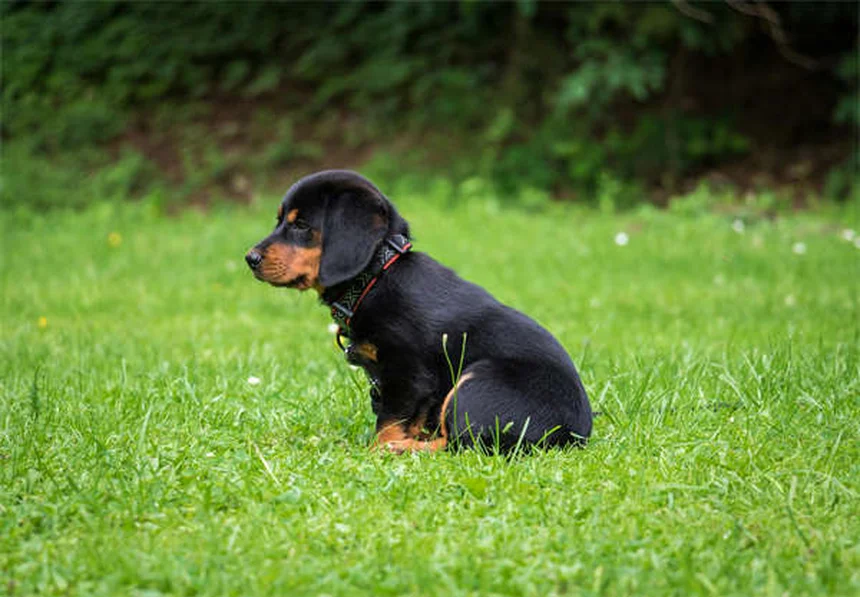 子犬の病気7つと予防法｜症状と対策を獣医師が解説