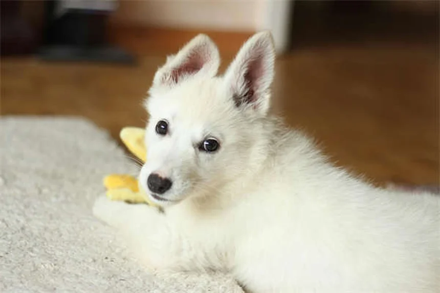 初心者でもできる！自宅で愛犬と始めるドガの実践法