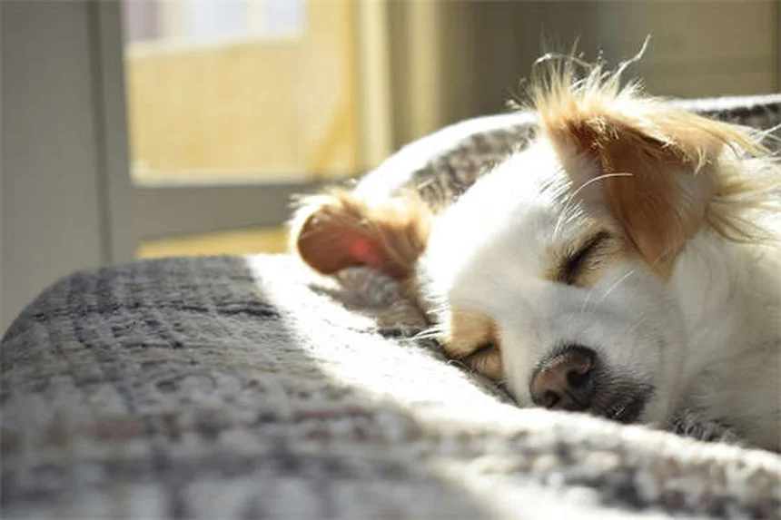 犬とフリスビーで遊ぶ方法｜安全に楽しむための基本から上達のコツまで