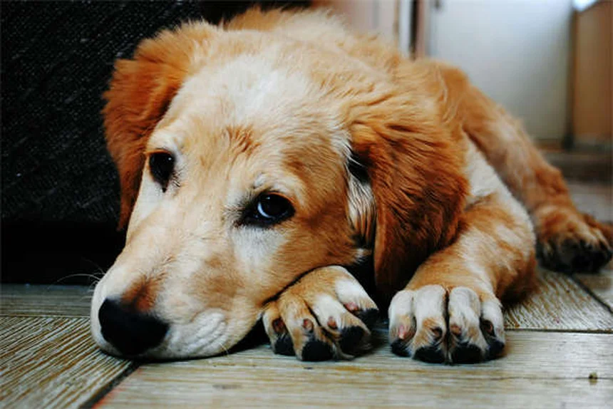 犬の花火恐怖症を克服！実践的な11の対策と毎年の準備