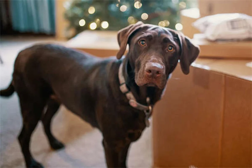 犬が氷を食べても大丈夫？安全な与え方と絶対NGな3つのケース