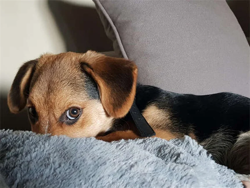 犬のおねだりをやめさせる方法：今日からできる3つのステップ