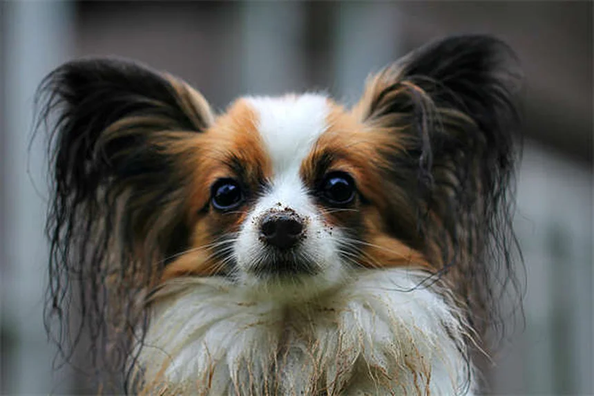 犬のおねだりをやめさせる方法：今日からできる3つのステップ