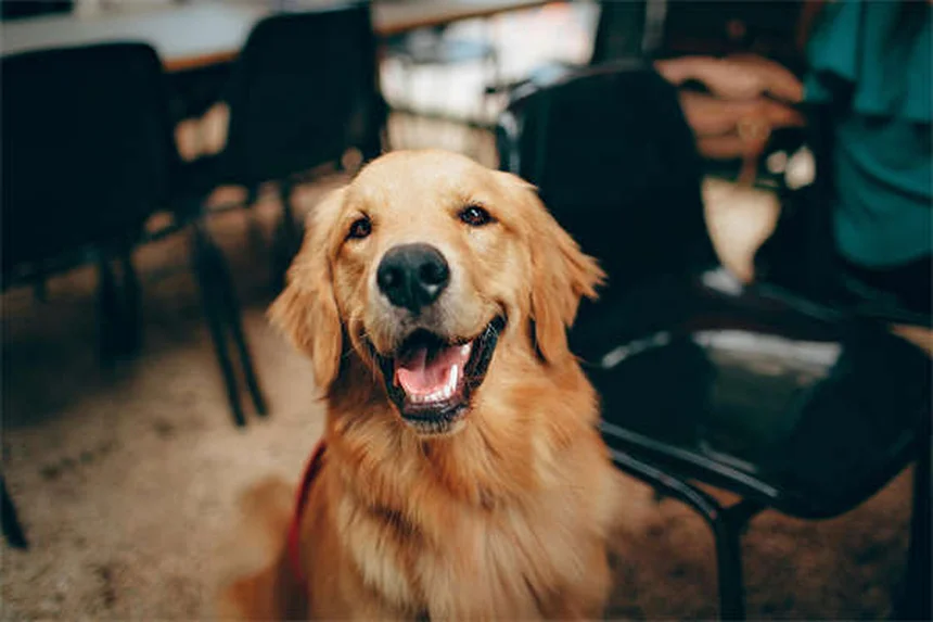【獣医師監修】愛犬の不安を和らげる原因とサインから対策まで