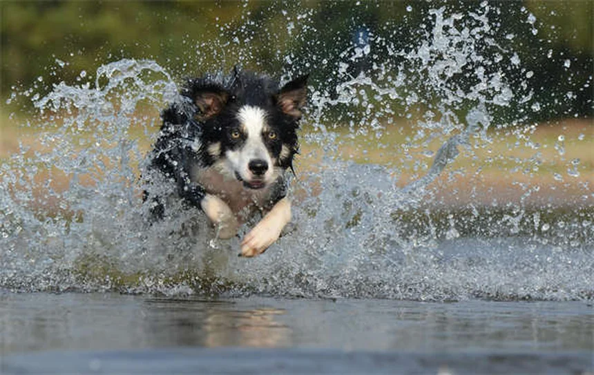 ピットブルと賃貸：差別を乗り越えて愛犬と暮らす7つの方法