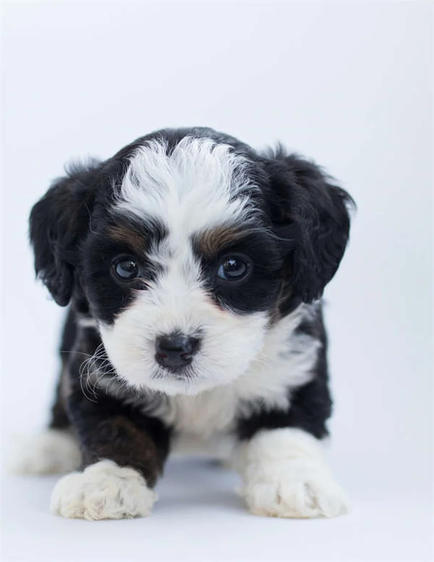 信頼できるブリーダーの見分け方｜子犬・子猫を健康に迎える5つのポイント